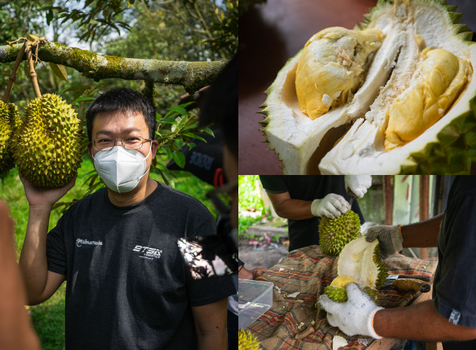 Kebun Durian Bintan di Medan Tuntungan ini Bikin Viral!
