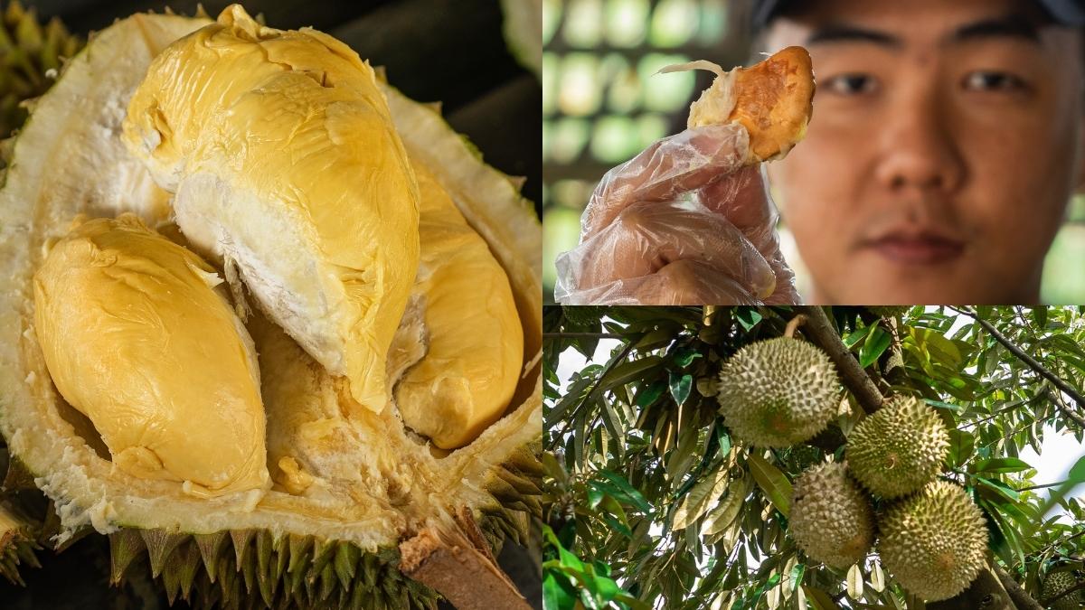 Makan Durian Musang King Ga Harus ke Malaysia Lagi. Langsung ke Kebun Durian Pheng Chai Aja!